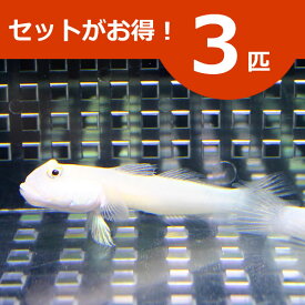 ミズタマハゼ 3匹セット !海水魚 ハゼ 餌付け 15時までのご注文で当日発送(t121