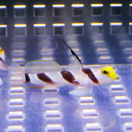 ハタタテネジリンボウ 3-4cm± 海水魚 ハゼ! 【ハゼ】15時までのご注文で当日発送