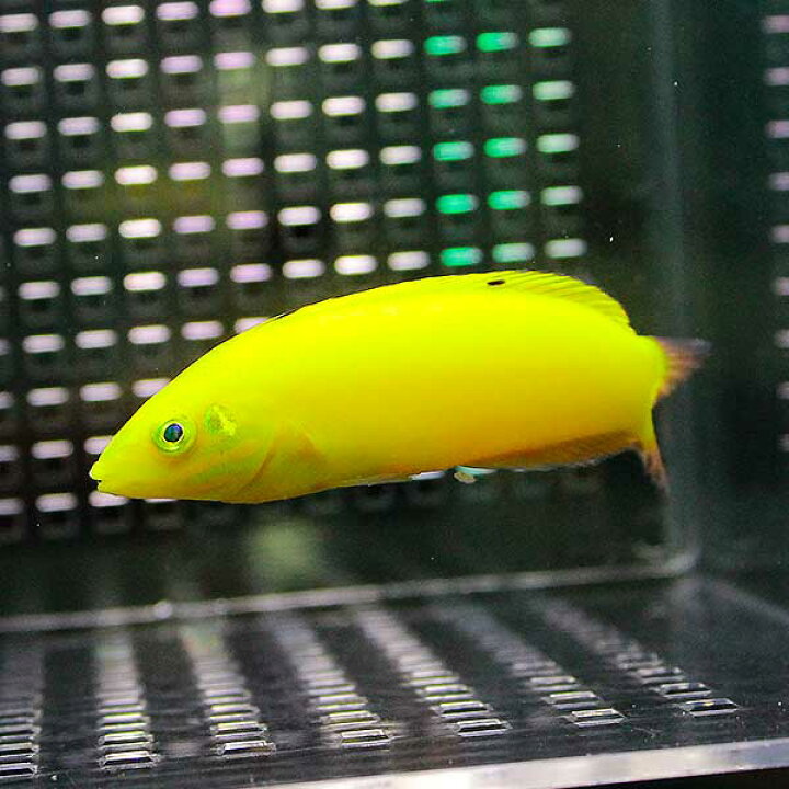 楽天市場 コガネキュウセン 7 10cm 3匹セット 海水魚 ベラ 餌付け15時までのご注文で当日発送 T122 アクアギフト楽天市場店 楽天市場 コガネキュウセン 7 10cm 3匹セット 海水魚 ベラ 餌付け15時までのご注文で当日発送 T122 アクアギフト楽天市場店