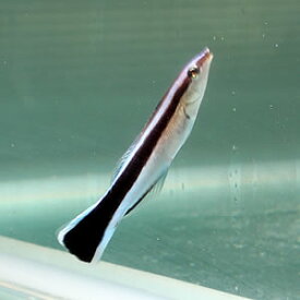 楽天市場 観賞魚 種 観賞魚 金魚 ベラ ラス 熱帯魚 アクアリウム ペット ペットグッズ の通販