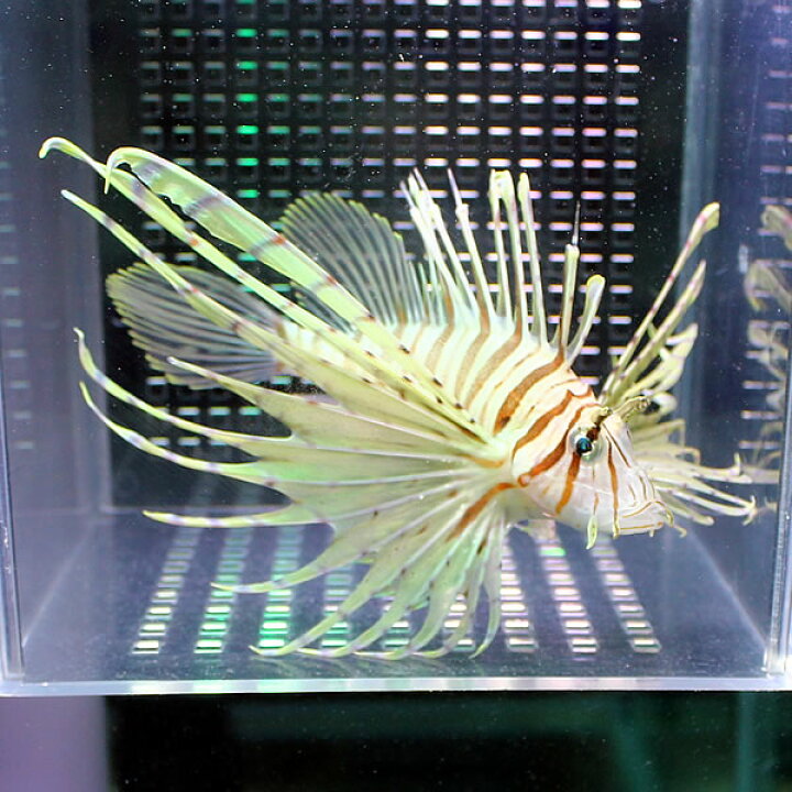 楽天市場 ミノカサゴ 10 13cm カサゴ 海水魚 15時までのご注文で当日発送 カサゴ アクアギフト楽天市場店