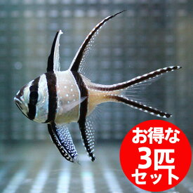 楽天市場 シリキルリスズメの通販
