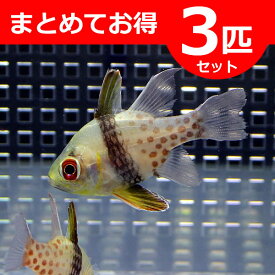 マンジュウイシモチ 3-4cm【3匹】! 海水魚 テンジクダイ 15時までのご注文で当日発送(t116