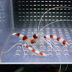 楽天市場 海水魚エビの通販