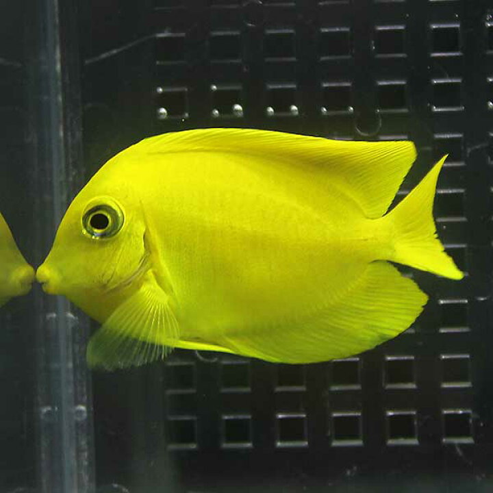 楽天市場】クログチニザダイ（ヘラルドタイプ） 4-6cm± 海水魚 ハギ!15 
