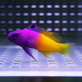 ロイヤルグラマ 4-6cm±! 海水魚 メギス 15時までのご注文で当日発送(t120