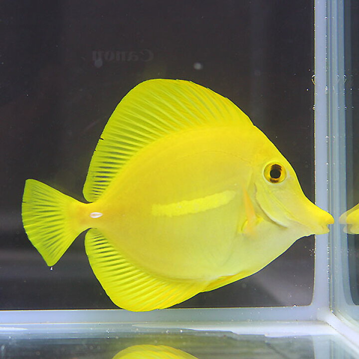 楽天市場】キイロハギ 8-10cm± ! 海水魚 ハギ 15時までのご注文で当日 
