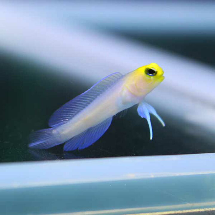 楽天市場】イエローヘッドジョーフィッシュ 3-4cm±! 海水魚 ハゼ 15時 