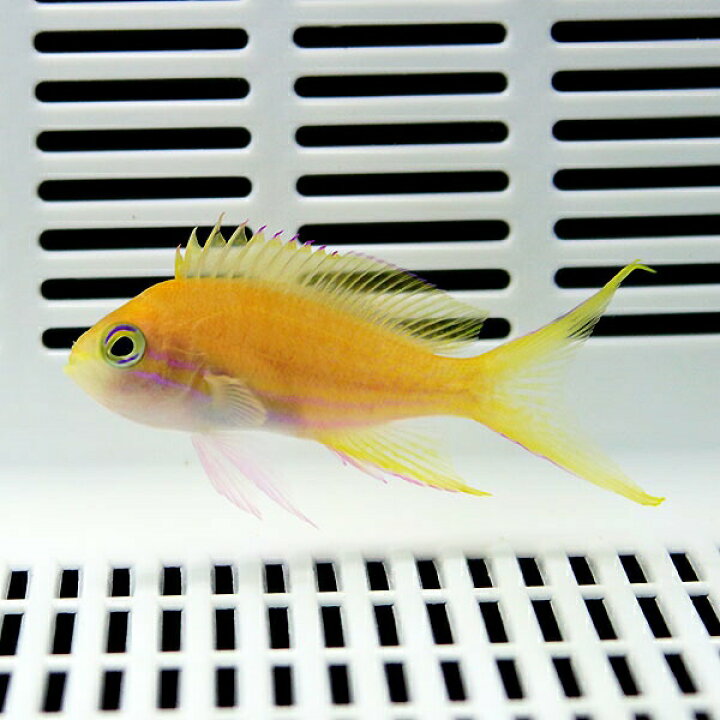 楽天市場 スミレナガハナダイ メス 6 8cm 海水魚 ハナダイ 餌付け済み 15時までのご注文で当日発送 T118 アクアギフト楽天市場店 楽天市場 スミレナガハナダイ メス 6 8cm 海水魚 ハナダイ 餌付け済み 15時までのご注文で当日発送 T118 アクアギフト楽天市場店