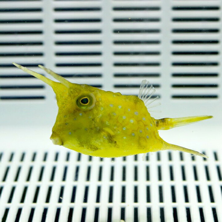 楽天市場 コンゴウフグ 4 6cm 海水魚 フグ 餌付け15時までのご注文で当日発送 T123 アクアギフト楽天市場店