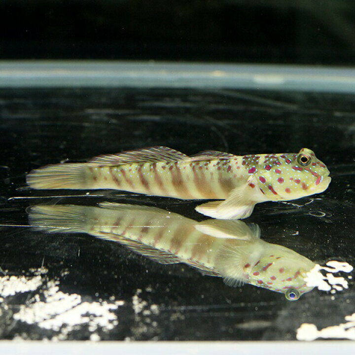 楽天市場 オイランハゼ 7 10cm 海水魚 ハゼ 15時までのご注文で当日発送 T121 アクアギフト楽天市場店