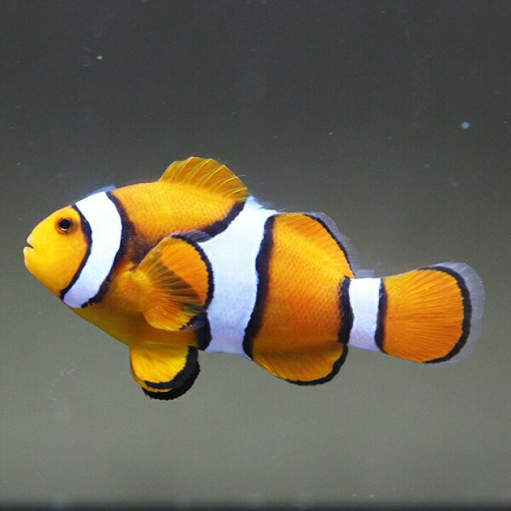 楽天市場】(サンプル画像) ペルクラクラウン 3.5-4.5cm±! 海水魚 