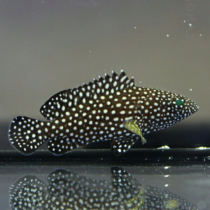 楽天市場】ナミハタ 5-7cm± !海水魚 生体 餌付け済 15時までのご注文で 