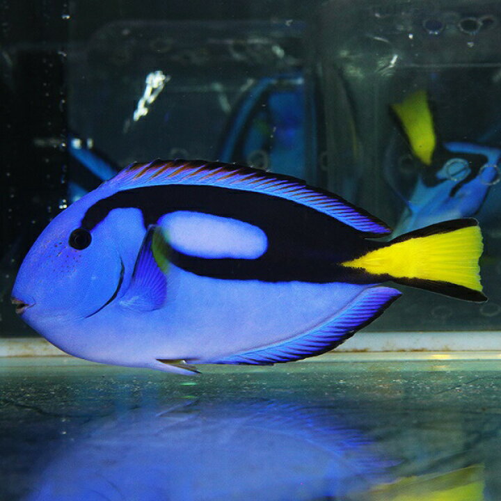 楽天市場】ナンヨウハギ L 9-11cm±! 海水魚 ハギ 15時までのご注文で 