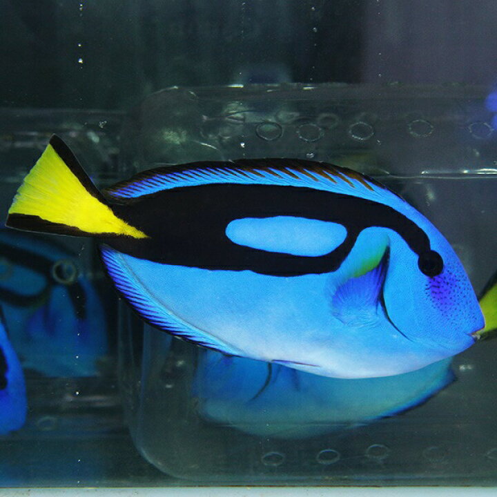 楽天市場】ナンヨウハギ L 9-11cm±! 海水魚 ハギ 15時までのご注文で  