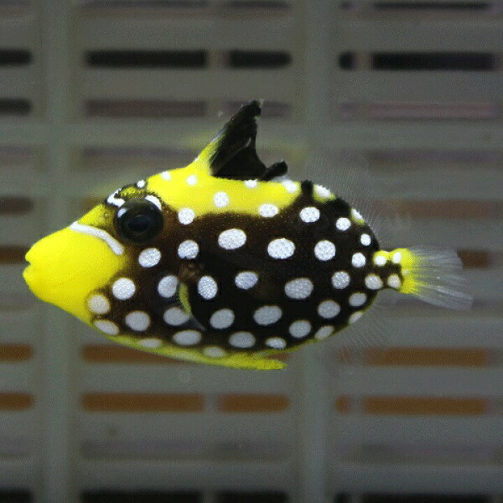楽天市場 モンガラカワハギ T 3 5cm 海水魚 ハギ人工餌付け 15時までのご注文で当日発送 T119 アクアギフト楽天市場店