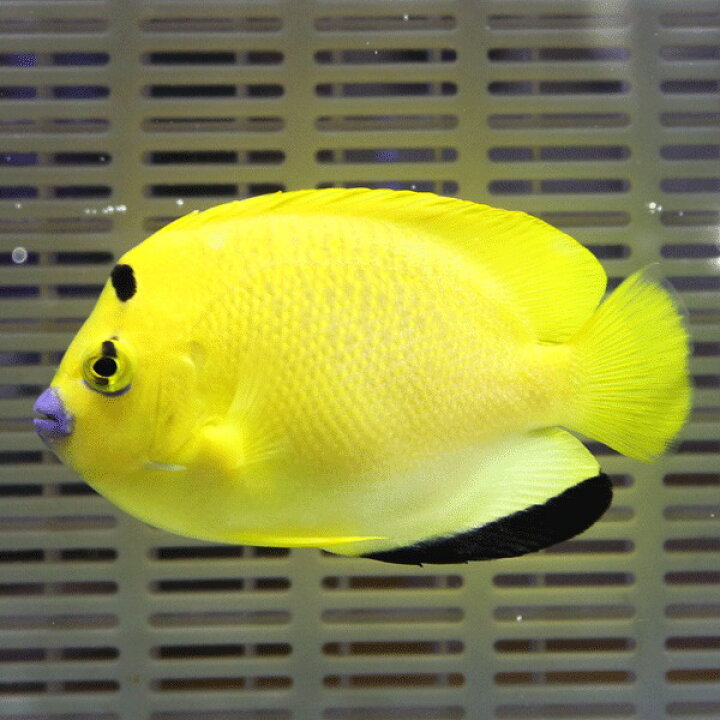 楽天市場】シテンヤッコ 8-10cm±!海水魚 ヤッコ (t111 : アクアギフト 