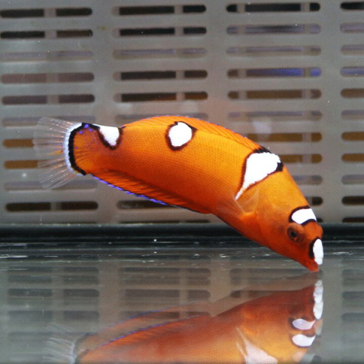 楽天市場 ツユベラ 幼魚 海水魚 ベラ 15時までのご注文で当日発送 T122 アクアギフト楽天市場店
