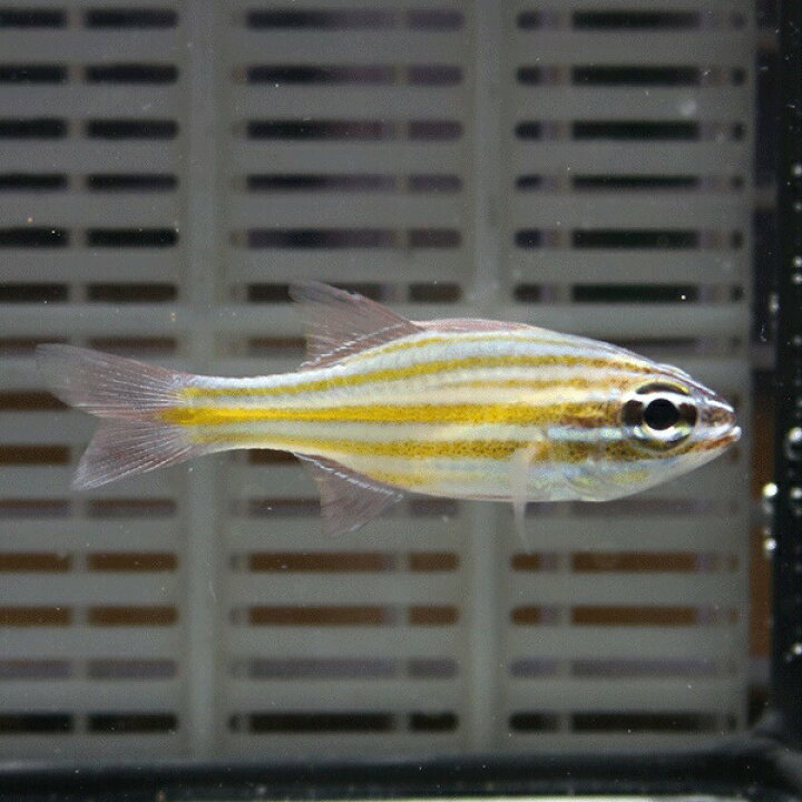 楽天市場 キンセンイシモチ 1匹 海水魚 テンジクダイ 15時までのご注文で当日発送 T116 アクアギフト楽天市場店
