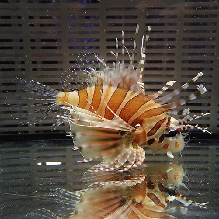 楽天市場 キリンミノカサゴ 5 7cm カサゴ 15時までのご注文で当日発送海水魚 カサゴ アクアギフト楽天市場店