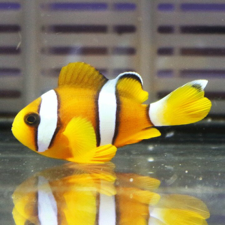 楽天市場 インド洋 クマノミイエロー系 4 6cm 海水魚 クマノミ 餌付け 15時までのご注文で当日発送 T115 アクアギフト楽天市場店
