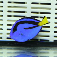 ナンヨウハギ Sサイズ 4-5cm±!ヒレスレ欠けあり ハギ 海水魚 餌付け(t119