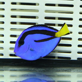 ナンヨウハギ Sサイズ 4-5cm±!ヒレスレ欠けあり ハギ 海水魚 餌付け(t119