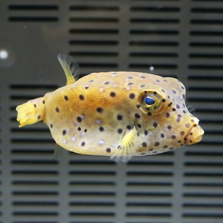 楽天市場 Sale ハコフグ 4 6cm 海水魚 フグ フグ 15時までのご注文で当日発送 T123 アクアギフト楽天市場店