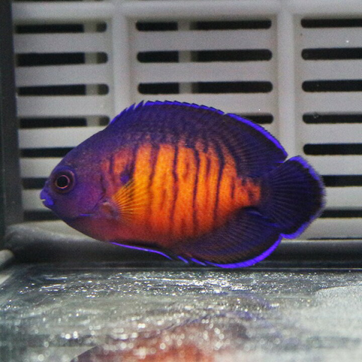楽天市場 ルリヤッコ 5 7cm 海水魚 ヤッコ 15時までのご注文で当日発送 T111 アクアギフト楽天市場店