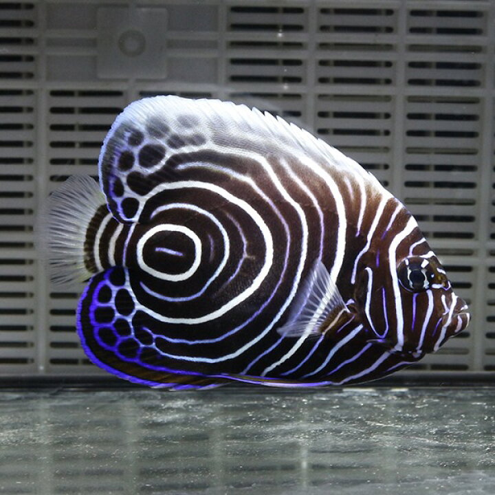 楽天市場 ウズマキ Lサイズ 9 11cm 海水魚 ヤッコ 餌付け 15時までのご注文で当日発送 T111 アクアギフト楽天市場店