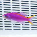 パープルクィーンアンティアス イエローライン 5匹 4-6cm±!海水魚 ハナダイ 15時までのご注文で当日発送(t118