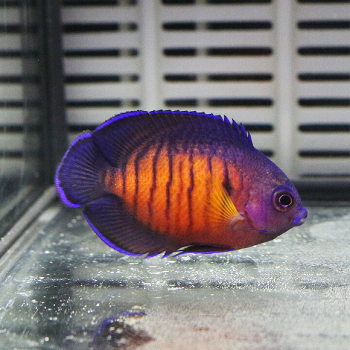 楽天市場 ルリヤッコ 5 7cm 海水魚 ヤッコ 15時までのご注文で当日発送 T111 アクアギフト楽天市場店
