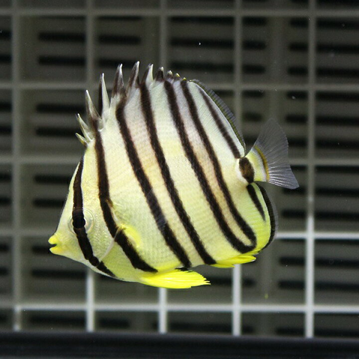 楽天市場 ヤスジチョウチョウウオ 5 7cm 海水魚 チョウチョウウオ 15時までのご注文で当日発送 T114 アクアギフト楽天市場店