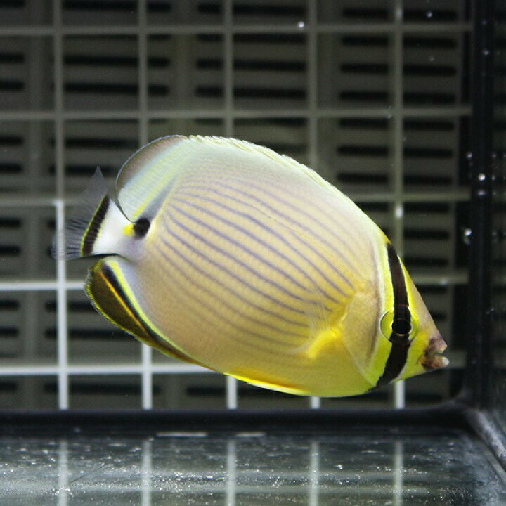 楽天市場 ミスジチョウ 7 9cm 海水魚 チョウチョウウオ 餌付け未 15時までのご注文で当日発送 T114 アクアギフト楽天市場店