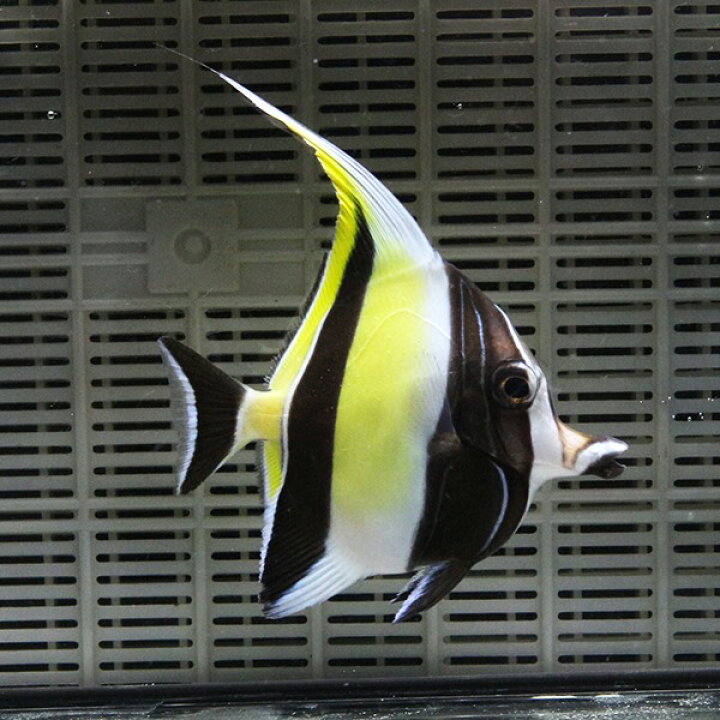 楽天市場 ツノダシ 8 11cm 3匹 多少ヒレ欠けあり 海水魚 15時までのご注文で当日発送 T119 アクアギフト楽天市場店