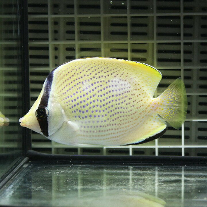 楽天市場 ゴマチョウチョウウオ 4 6cm 海水魚 チョウチョウウオ 餌付け 15時までのご注文で当日発送 T114 アクアギフト楽天市場店 楽天市場 ゴマチョウチョウウオ 4 6cm 海水魚 チョウチョウウオ 餌付け 15時までのご注文で当日発送 T114 アクアギフト楽天市場店
