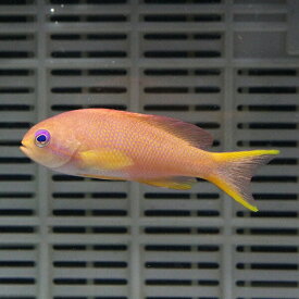 キンギョハナダイ♀ 3匹セット 4-6cm± 海水魚15時までのご注文で当日発送【ハナダイ】(t118