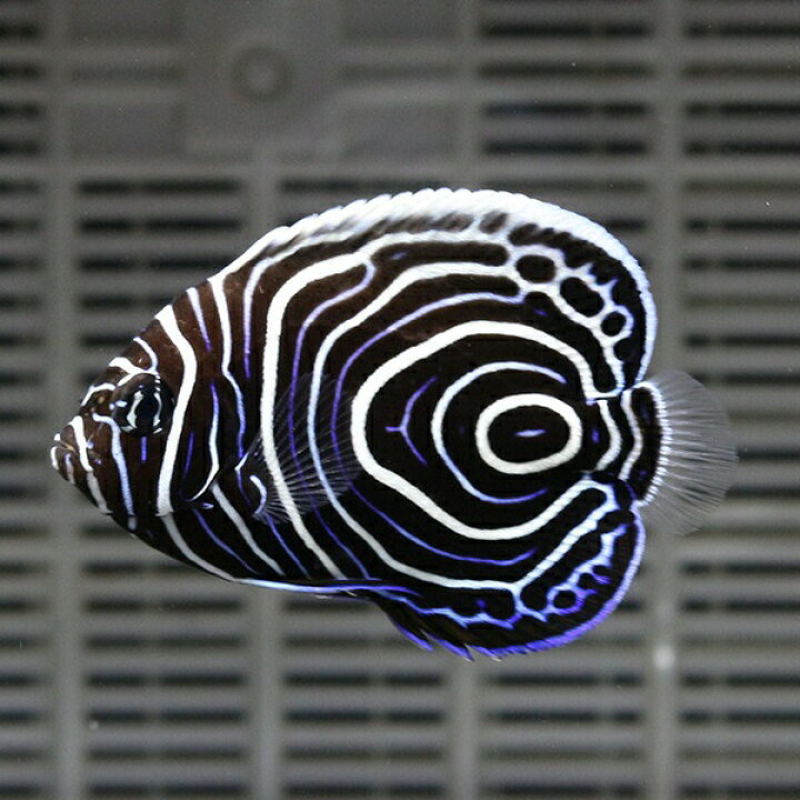 楽天市場 ウズマキ Tサイズ 3 4 5cm 海水魚 ヤッコ 餌付け 15時までのご注文で当日発送 T111 アクアギフト楽天市場店