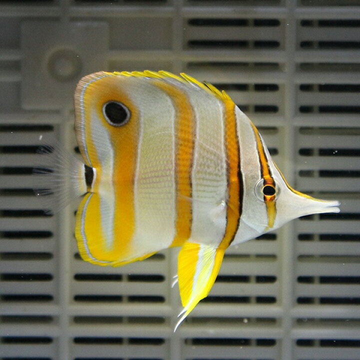 楽天市場 ハシナガチョウチョウウオ チェルモ 4 6cm 海水魚 チョウチョウウオ 餌付け未 15時までのご注文で当日発送 T114 アクアギフト楽天市場店