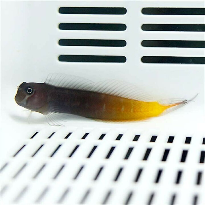 楽天市場 フタイロカエルウオ 5 7cm 海水魚 カエルウオ カエルウオ T121 アクアギフト楽天市場店