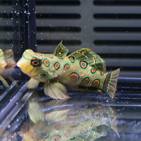 楽天市場 観賞魚 種 観賞魚 クマノミ 観賞魚の生態環境海水 熱帯魚 アクアリウム ペット ペットグッズ の通販