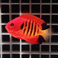 【クリスマス産】フレームエンゼル 6-8cm± ! ヤッコ 海水魚 15時までのご注文で当日発送