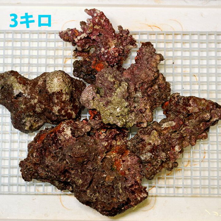 楽天市場 サンプル Sグレード ライブロック 1kgの価格 ライブロック キュア済み 石灰藻 15時までのご注文で当日発送 T108 アクアギフト楽天市場店