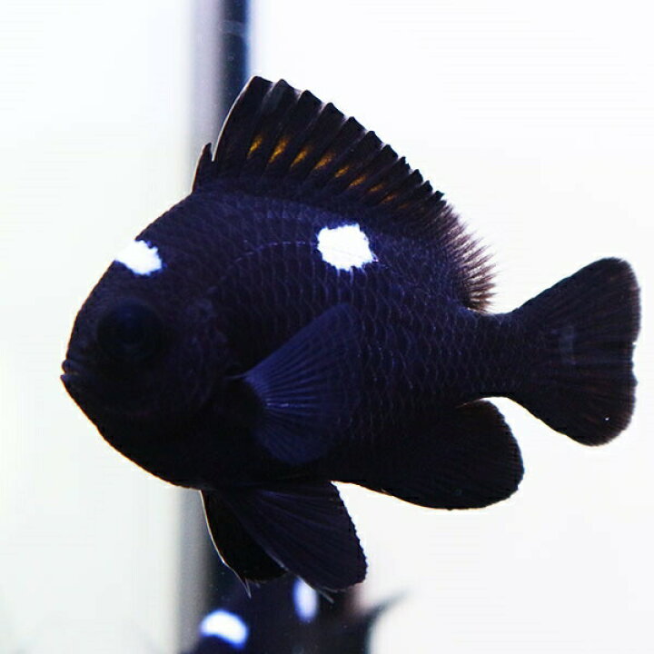 楽天市場 ミツボシクロスズメダイ 3 4cm 海水魚 スズメダイ 餌付け 15時までのご注文で当日発送 T117 アクアギフト楽天市場店