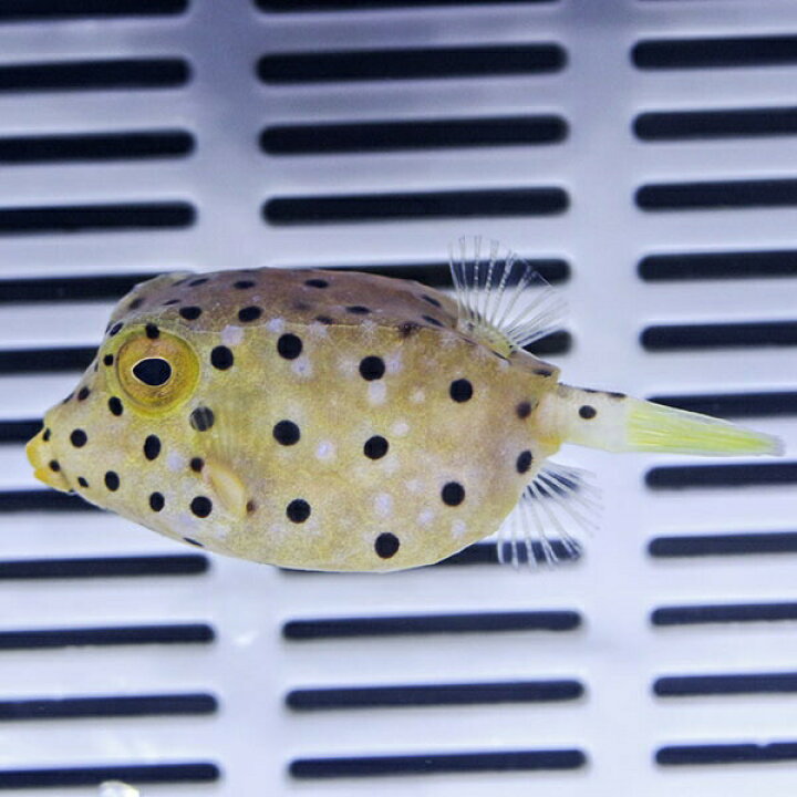 楽天市場 セール品 ミナミハコフグ 6 8cm 海水魚 フグ 15時までのご注文で当日発送 ハコフグ T123 アクアギフト楽天市場店