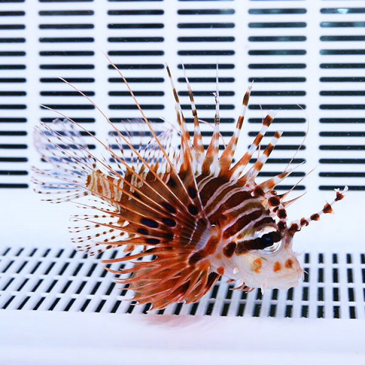 楽天市場 ネッタイミノカサゴ 6 8cm 海水魚 カサゴ 餌付け 15時までのご注文で当日発送 カサゴ アクアギフト楽天市場店