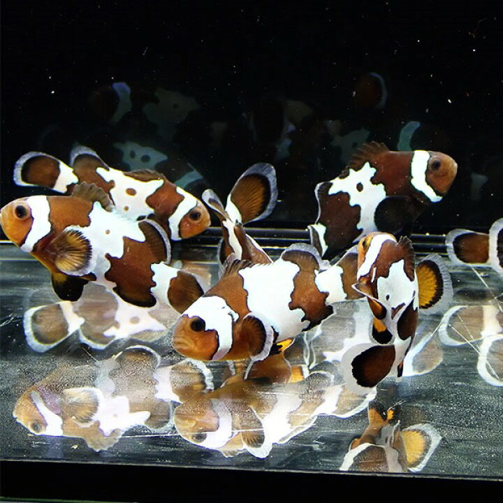 海水魚 アズファー（アラビアンエンゼル）のみでも可 おまけ 