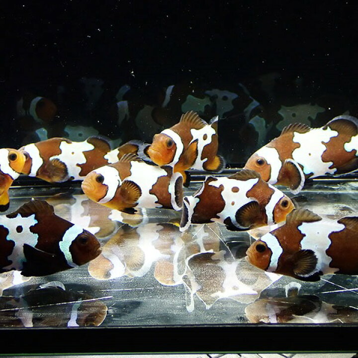 楽天市場】ブラックアイスオセラリス【1匹】3-4cm± 色指定不可! 海水魚 