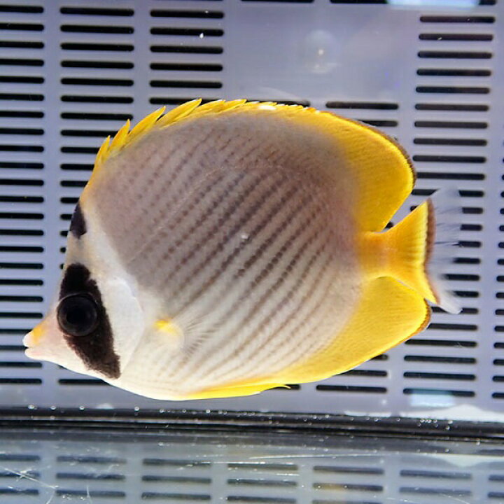 楽天市場 クラカケチョウ 8 10cm 海水魚 チョウチョウウオ 15時までのご注文で当日発送 T114 アクアギフト楽天市場店