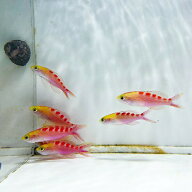 アサヒハナゴイ 4-5cm± 3匹セット!海水魚 ハナダイ 餌付け15時までのご注文で当日発送(t118